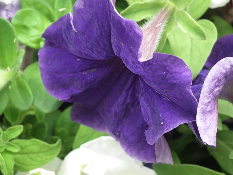 File:Petunia from lalbagh 2006.JPG