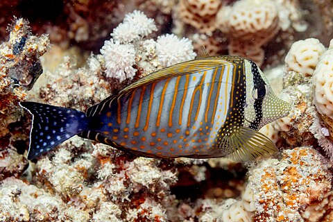 Red Sea sailfin tang (Zebrasoma desjardinii), Red Sea, Egypt