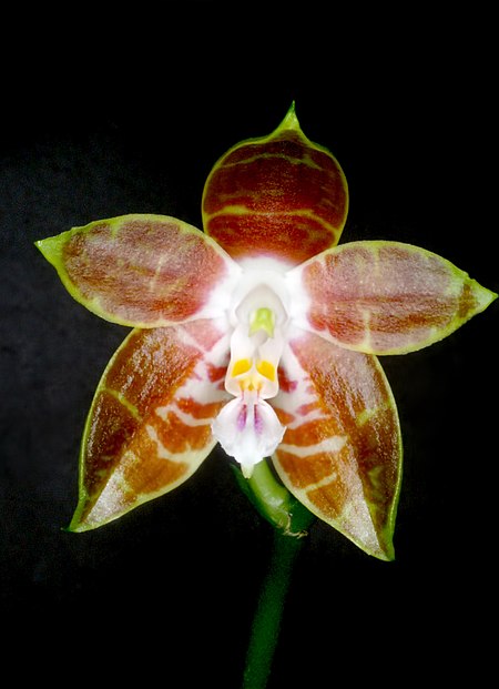 Phalaenopsis_venosa