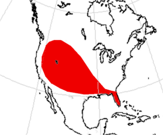 <span class="mw-page-title-main">Phlaocyonini</span> Extinct tribe of carnivores