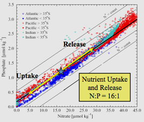 Relationship of phosphate to nitrate uptake for photosynthesis in various regions of the ocean. Note that nitrate is more often limiting than phosphate PhosphatetoNitrate.png