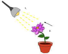 The light from the lamp (1.) functions as a detectable change in the plant's environment. As a result, the plant exhibits a reaction of phototropism--directional growth (2.) toward the light stimulus. Phototrophic Response to Stimulus.svg