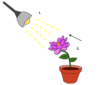 The light from the lamp (1.) functions as a detectable change in the plant's environment. As a result, the plant exhibits a reaction of phototropism--directional growth (2.) toward the light stimulus