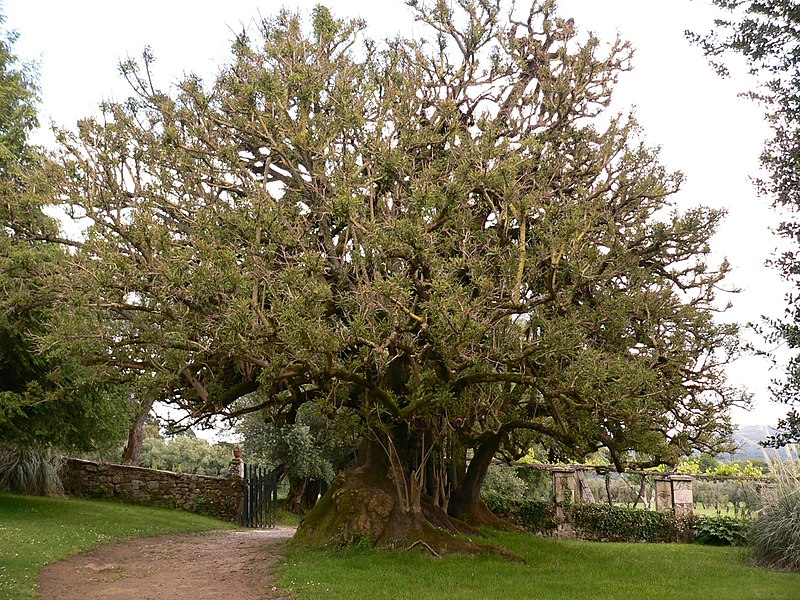 File:Phytolacca dioica ( Ombú) Árbore senlleira de Galicia - panoramio.jpg