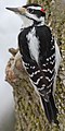 Hairy Woodpecker