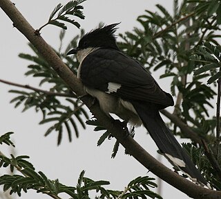 <span class="mw-page-title-main">Mrugavani National Park</span>