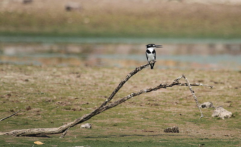 File:Pied Kingfisher, Ceryle rudis at Borakalalo National Park, South Africa (9822759396).jpg