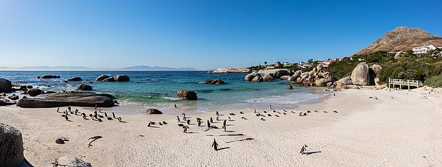 Колония очковых пингвинов (Spheniscus demersus) в Саймонстауне, ЮАР