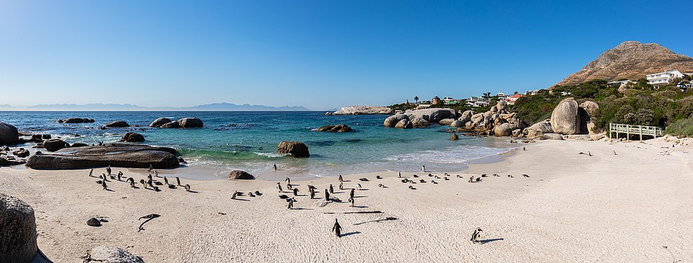 Panoramic view of the famous African penguins (Spheniscus demersus) colony in Boulders Beach, Simon's Town