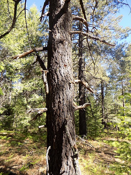 File:Pinus durangensis, Madera, Chihuahua, Mexico 4.jpg