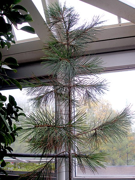 File:Pinus gerardiana1.jpg