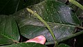 Infrutescence de Piper arboreum dans l'État de Bahia (Brésil)