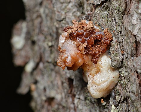 Pitch Mass Borer Moth (Synanthedon pini) Damage