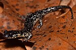 Thumbnail for Cumberland Plateau salamander