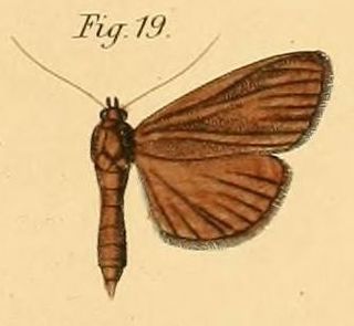 <i>Phostria fumarialis</i> Species of moth