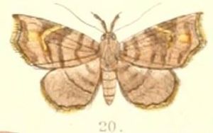 Pl.6-20-Egnasia fasciata (Moore 1882) (Thyridospila).JPG