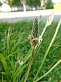 Plantago lanceolata Lingua de ovella