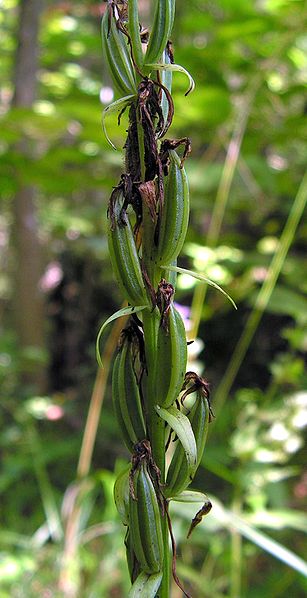 File:Platanthera bifolia20090812 025.jpg