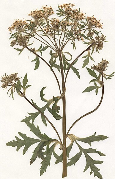 File:Pleurospermum austriacum Herbar.jpg
