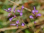 Thumbnail for Limonium narbonense