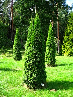 Podlaskie - Suprasl - Kopna Gora - Arboretum - Thuja occidentalis 'Smaragd' - plant.JPG