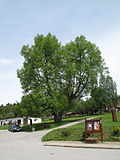Pohorská Ves, památný strom (3).jpg