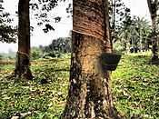 Rubber tree in Malaysia