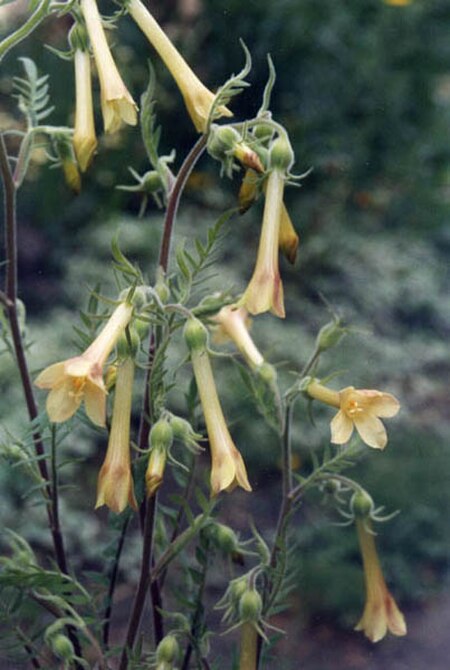 Tập_tin:Polemonium_pauciflorum_2.jpg