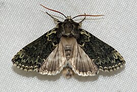 Polyploca ridens, イギリス