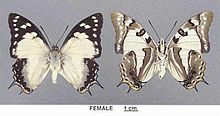 Polyura pirus sempronius female.jpg