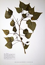 Thumbnail for File:Populus tremuloides BW-1988-0720-0662.jpg