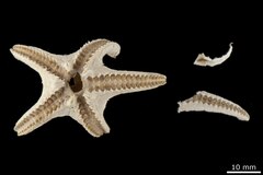 File:Porcellanaster irregularis - AST-000206 hab-ven.tif (Category:Echinodermata in the Natural History Museum of Denmark)