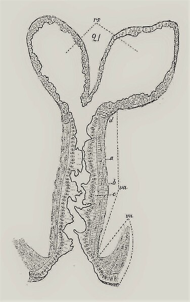 File:Portunus corrugatus (Pennant, 1777) accepted as Liocarcinus corrugatus (Pennant, 1777) - Vagina e receptaculum seminis.jpg