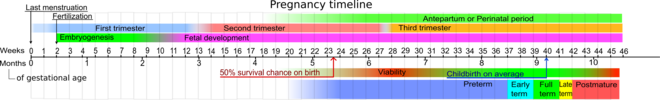 Timeline of pregnancy by gestational age Pregnancy timeline.png