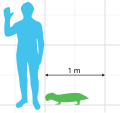 Scale diagram of Pristerodon mackayi