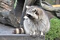 Raccoon (Procyon lotor) Waschbär