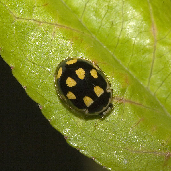 File:Propylea.quatuordecimpunctata.7363.jpg