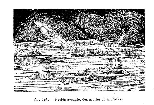 The olm as depicted by the French biologist Gaston Bonnier in 1907