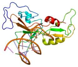 Ақуыз GCM1 PDB 1odh.png