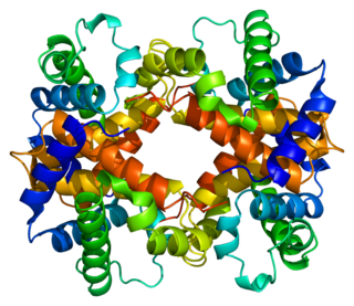 Hemoglobin subunit beta Mammalian protein found in Homo sapiens