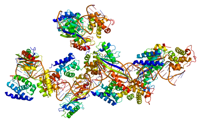 tata box dna replication