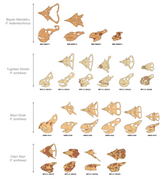 Protoceratops variation