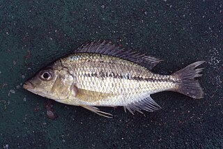 <i>Protomelas kirkii</i> Species of fish