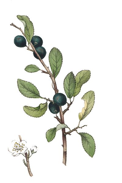 File:Prunus spinosa L ag1.jpg