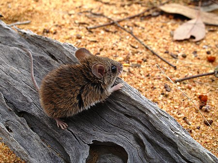 Коричневые мыши. Pseudomys novaehollandiae. Pseudomys delicatulus. Грызуны Австралии. Коричневая мышь.
