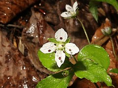 しばしば、萼片、花弁が4個のものもみられる。