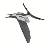 Pteranodon (Pterosauria)