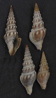 <i>Ptychobela suturalis</i> Species of gastropod