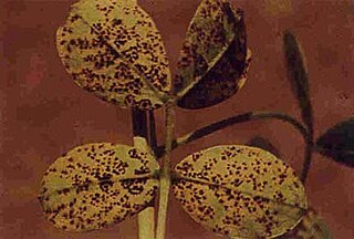 <i>Puccinia arachidis</i> Species of fungus