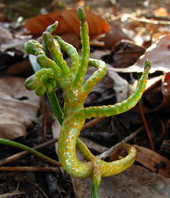 Puccinia mariae-wilsoniae: fotografijŏ